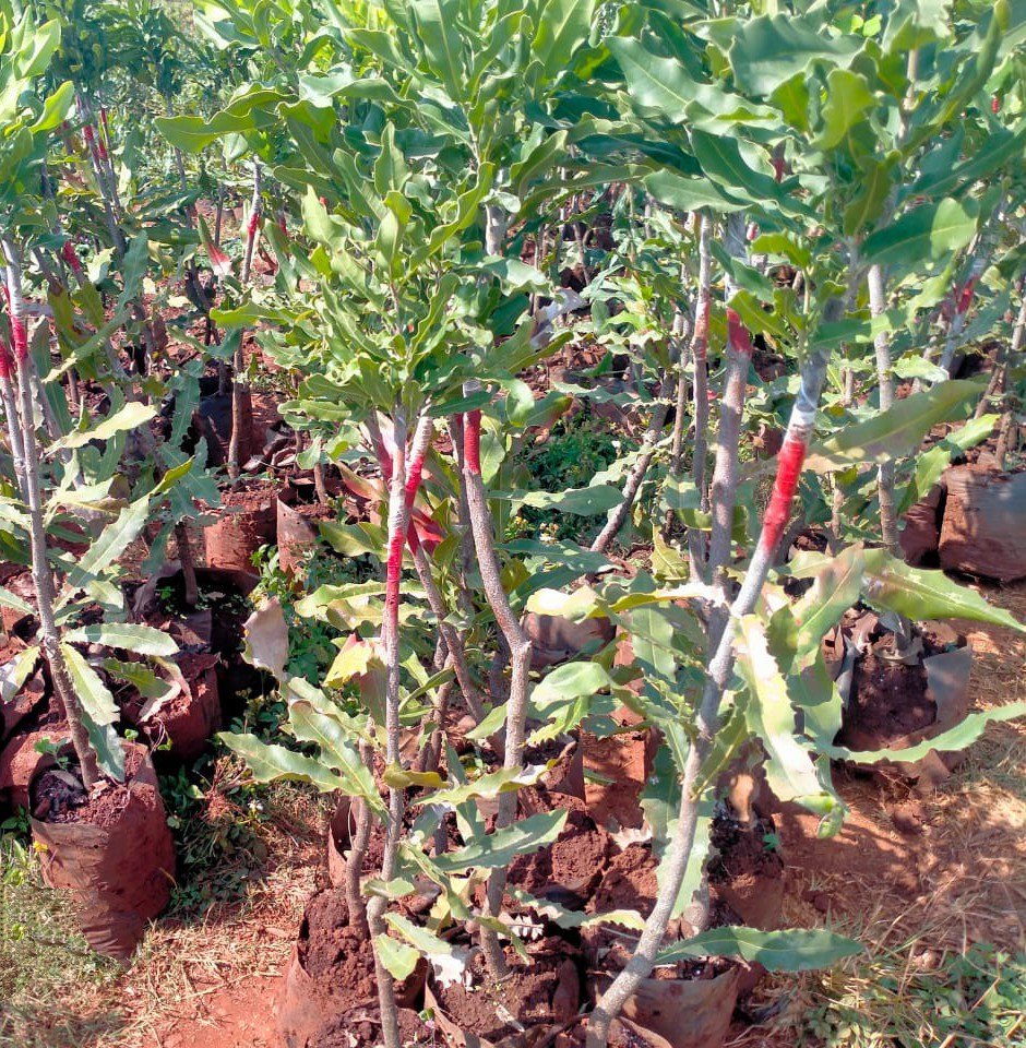 Grafted Macadamia Plants — Macadamia sapling available at Agro Nursery Garden